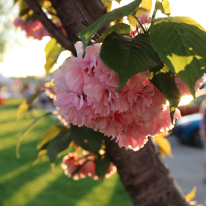 a close up view of a flower in downtown Effingham
