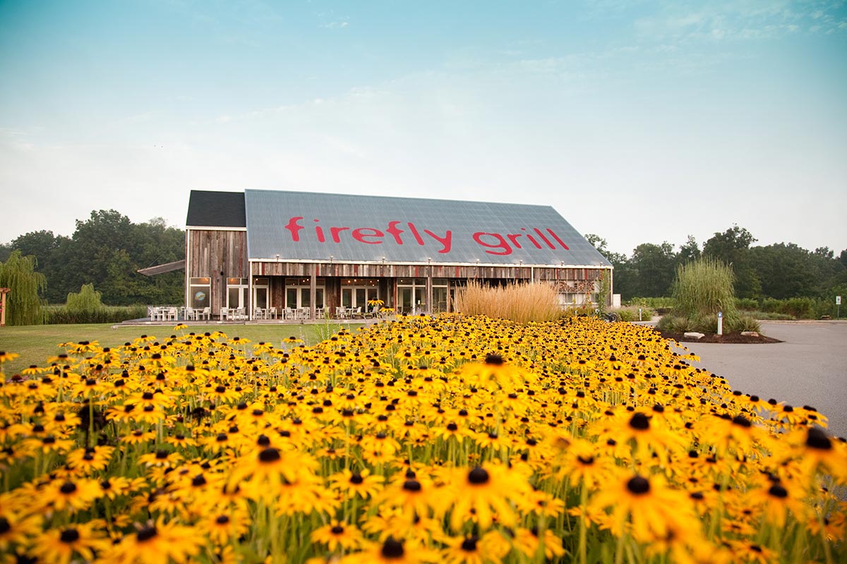 sunflower field outside of Firefly Grill